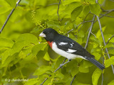 cardinal a poitrine rose / rose breasted grosbeak