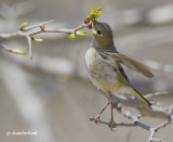 roitelet a couronne rubis / ruby-crowned kinglet