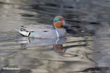 sarcelle a ailes verte / green - winged teal