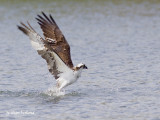 balbuzard pecheur / osprey.