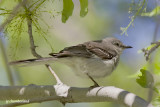 moqueur polyglotte / northern mockingbird