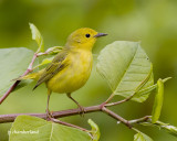 paruline jaune / yellow warbler
