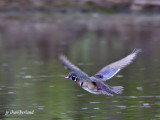 canard branchu / wood duck.