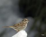 song sparrow- bruant chanteur.042.