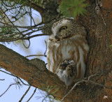 northern saw-whet owl./petite nyctale.