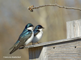 hirondelle bicolore/tree swallow.087.