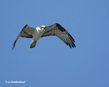 balbuzard/osprey.074.