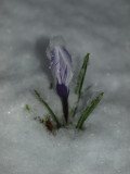 It Was Spring!