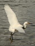 In flight