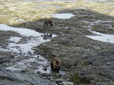 2 bear on rocky beach