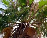 Washingtonia Robusta