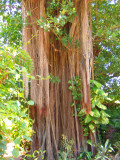 Ficus Tree Trunk