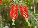 Bottle Brush Tree