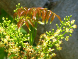 Gumbo Limbo