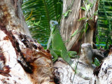 Juvenile Iguana