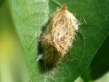 Bagworm moth