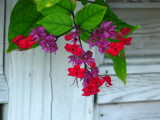 Red Purple Bleeding Hearts/Clerodendrum
