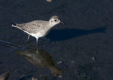 Black Bellied Plover