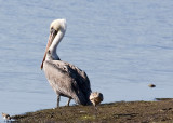 Brown Pelican