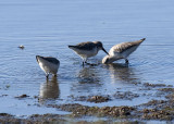 Western Sandpiper