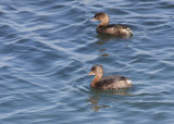 Pied-billed Grebe