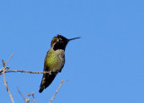 Annas Hummingbird