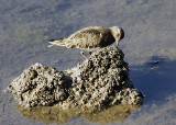 Black Turnstone