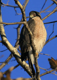 Coopers Hawk