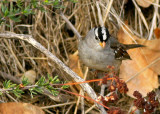 White-crowned Sparrow