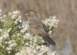 California Towhee