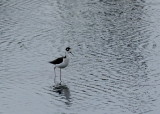 Black -necked Stilt