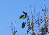 Red-crowned Parrot