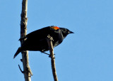 Red-winged Blackbird