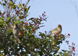 White-crowned  Sparrow