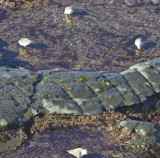 Sanderling