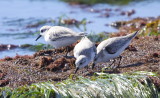 Sanderling