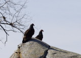 Turkey Vulture