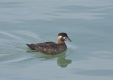 Surf Scoter (female)