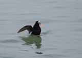 Surf Scoter 