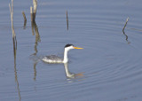 Clarks Grebe