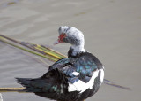 Muscovy (Hybrid)