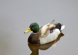 Mallard (Male)