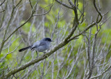 California Gnatcatcher