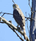 Coopers Hawk