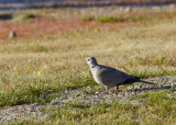 Eurasian-collared Dove