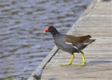 Common Moorhen