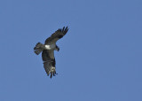 Osprey