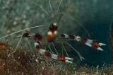 Coral Banded Shrimp (Stenopus hispidus)