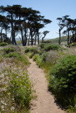 Tomales Point Trail #3