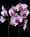 Phalenopsys